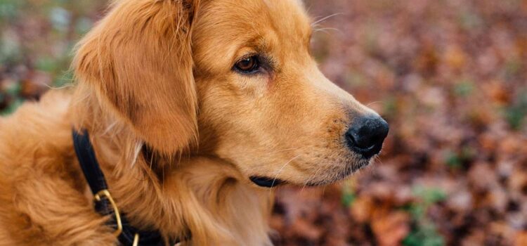 7 Genius Dog Noodle Tricks You Should Know